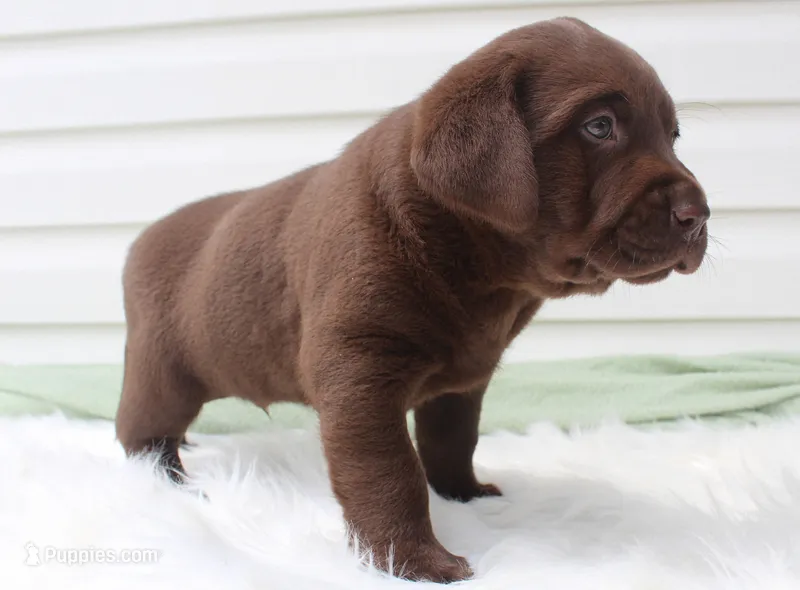 Mo - Full AKC  – Labrador Retriever puppy for sale in Walnut Creek, OH