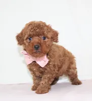 Tiny Maddie, Full AKC, a female Poodle - Toy  for sale in Walnut Creek, OH – Photo 2 of 5