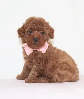 Tiny Maddie, Full AKC, a female Poodle - Toy  for sale in Walnut Creek, OH – Photo 3 of 5