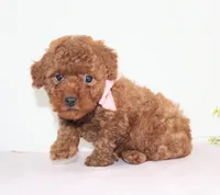 Tiny Maddie, Full AKC, a female Poodle - Toy  for sale in Walnut Creek, OH – Photo 4 of 5