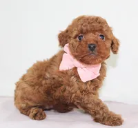 Tiny Maddie, Full AKC, a female Poodle - Toy  for sale in Walnut Creek, OH – Photo 5 of 5