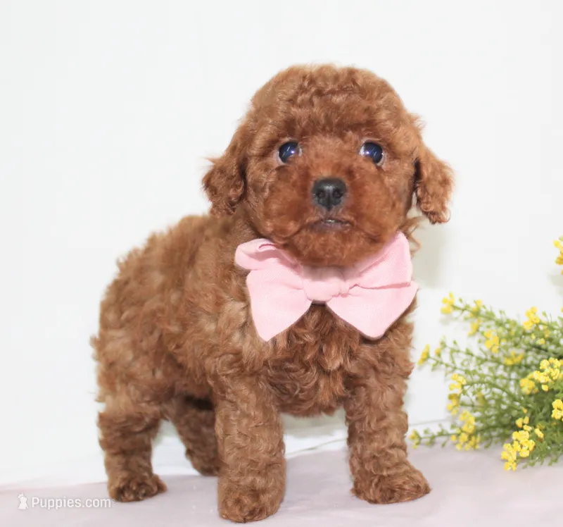 Tiny Maddie, Full AKC – Poodle - Toy  puppy for sale in Walnut Creek, OH