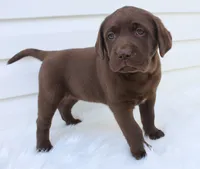Myla - Full AKC, a female Labrador Retriever for sale in Walnut Creek, OH – 2 of 7