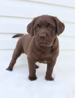 Myla - Full AKC, a female Labrador Retriever for sale in Walnut Creek, OH – 1 of 7