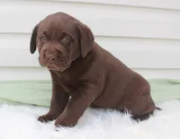 Mo - Full AKC , a female Labrador Retriever for sale in Walnut Creek, OH – 5 of 5