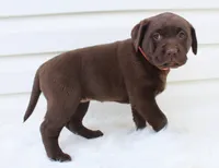 Molly - Full AKC, a female Labrador Retriever for sale in Walnut Creek, OH – 3 of 4