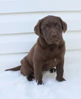 Myla - Full AKC, a female Labrador Retriever for sale in Walnut Creek, OH – 4 of 7
