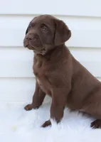 Myla - Full AKC, a female Labrador Retriever for sale in Walnut Creek, OH – 5 of 7