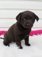 Millie - Full AKC, a female Labrador Retriever for sale in Walnut Creek, OH – 3 of 6