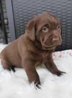 Macy - Full AKC, a female Labrador Retriever for sale in Walnut Creek, OH – 4 of 4