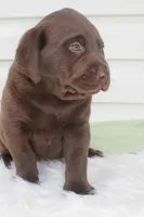 Mo - Full AKC , a female Labrador Retriever for sale in Walnut Creek, OH – 2 of 5