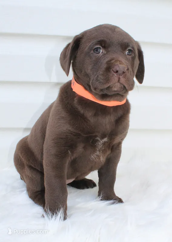 Molly - Full AKC – Labrador Retriever puppy for sale in Walnut Creek, OH