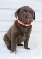Molly - Full AKC, a female Labrador Retriever for sale in Walnut Creek, OH – 4 of 4