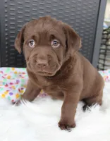 Macy - Full AKC, a female Labrador Retriever for sale in Walnut Creek, OH – 2 of 4