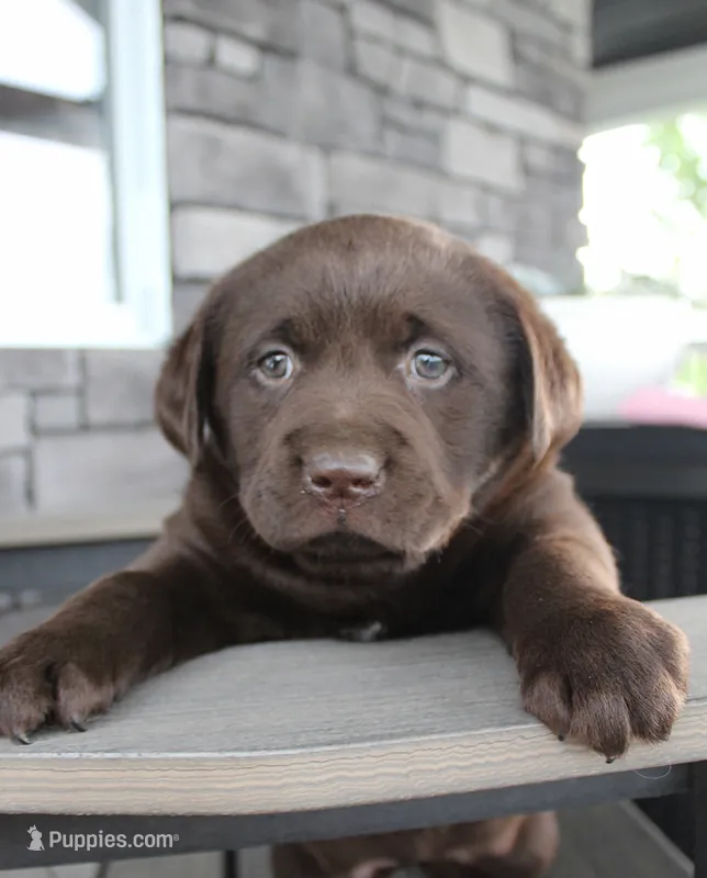 Millie - Full AKC – Labrador Retriever puppy for sale in Walnut Creek, OH
