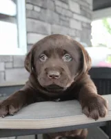Millie - Full AKC, a female Labrador Retriever for sale in Walnut Creek, OH – 1 of 6