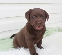 Mo - Full AKC , a female Labrador Retriever for sale in Walnut Creek, OH – 3 of 5