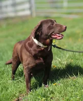 Millie - Full AKC, a female Labrador Retriever for sale in Walnut Creek, OH – 6 of 6