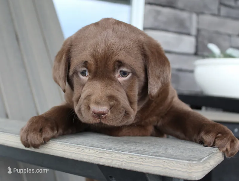 Macy - Full AKC – Labrador Retriever puppy for sale in Walnut Creek, OH