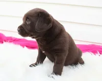 Millie - Full AKC, a female Labrador Retriever for sale in Walnut Creek, OH – 4 of 6