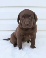 Myla - Full AKC, a female Labrador Retriever for sale in Walnut Creek, OH – 6 of 7