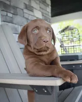 Myla - Full AKC, a female Labrador Retriever for sale in Walnut Creek, OH – 7 of 7