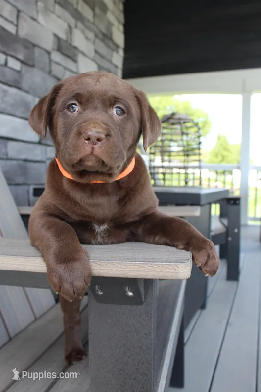 Molly - Full AKC – Labrador Retriever puppy for sale in Walnut Creek, OH
