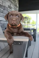 Molly - Full AKC, a female Labrador Retriever for sale in Walnut Creek, OH – 1 of 4