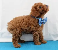 Tiny Myles, Full AKC, a male Poodle - Toy  for sale in Walnut Creek, OH – Photo 4 of 5