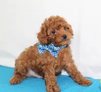 Tiny Myles, Full AKC, a male Poodle - Toy  for sale in Walnut Creek, OH – Photo 2 of 5