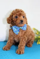 Tiny Myles, Full AKC, a male Poodle - Toy  for sale in Walnut Creek, OH – Photo 5 of 5