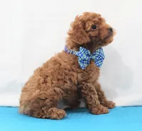 Tiny Myles, Full AKC, a male Poodle - Toy  for sale in Walnut Creek, OH – Photo 3 of 5