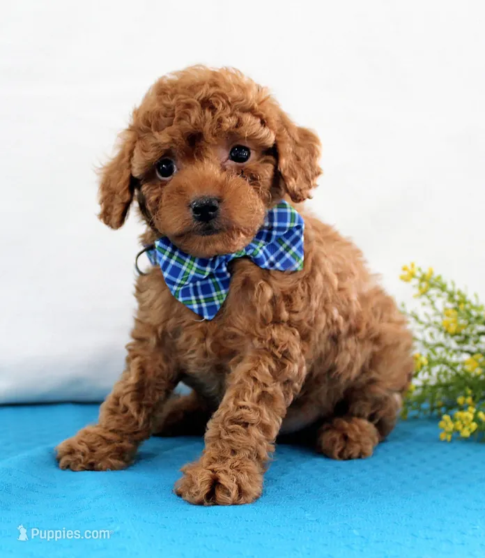 Tiny Myles, Full AKC – Poodle - Toy  puppy for sale in Walnut Creek, OH