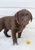 Molly - Full AKC, a female Labrador Retriever for sale in Walnut Creek, OH – 2 of 4
