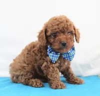 Teeny Tiny Milo, Full AKC, a male Poodle - Toy  for sale in Walnut Creek, OH – Photo 3 of 5