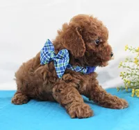 Teeny Tiny Milo, Full AKC, a male Poodle - Toy  for sale in Walnut Creek, OH – Photo 4 of 5