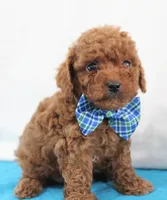 Teeny Tiny Milo, Full AKC, a male Poodle - Toy  for sale in Walnut Creek, OH – Photo 2 of 5