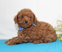 Teeny Tiny Milo, Full AKC, a male Poodle - Toy  for sale in Walnut Creek, OH – Photo 5 of 5