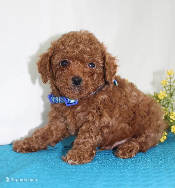 Teeny Tiny Milo, Full AKC – Poodle - Toy  puppy for sale in Walnut Creek, OH