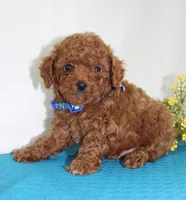 Teeny Tiny Milo, Full AKC, a male Poodle - Toy  for sale in Walnut Creek, OH – Photo 1 of 5