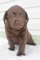 Mo - Full AKC , a female Labrador Retriever for sale in Walnut Creek, OH – 4 of 5