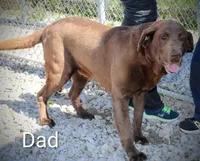 Millie - Full AKC, a female Labrador Retriever for sale in Walnut Creek, OH – 5 of 6