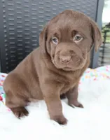 Macy - Full AKC, a female Labrador Retriever for sale in Walnut Creek, OH – 3 of 4