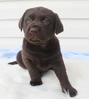 Max - Full AKC, a male Labrador Retriever for sale in Walnut Creek, OH – 3 of 5