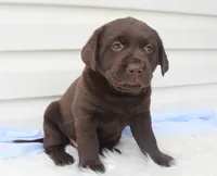 Max - Full AKC, a male Labrador Retriever for sale in Walnut Creek, OH – 5 of 5