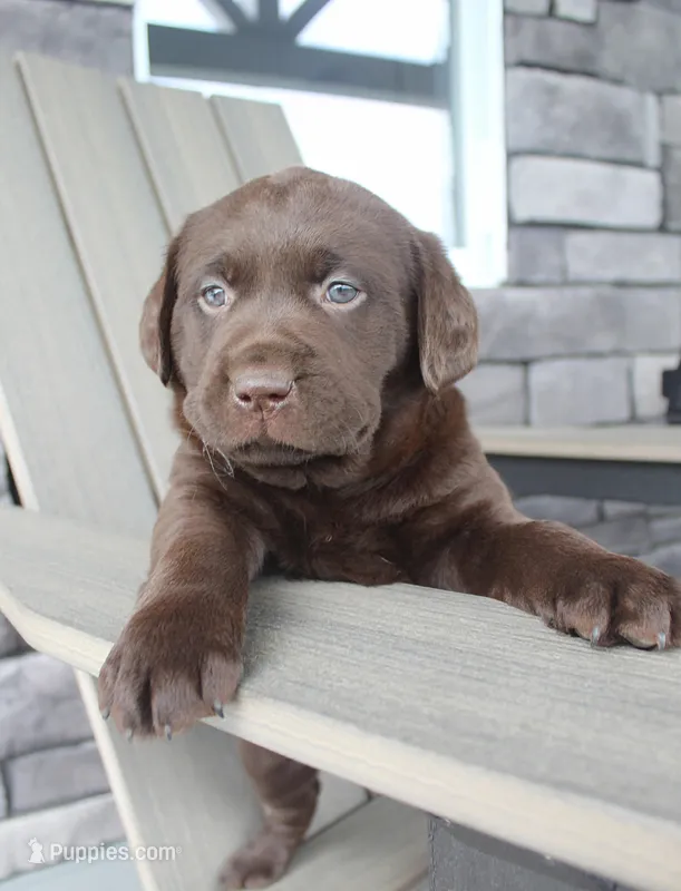 Max - Full AKC – Labrador Retriever puppy for sale in Walnut Creek, OH
