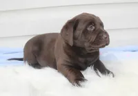 Max - Full AKC, a male Labrador Retriever for sale in Walnut Creek, OH – 4 of 5