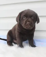 Max - Full AKC, a male Labrador Retriever for sale in Walnut Creek, OH – 2 of 5