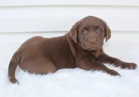 Myla - Full AKC, a female Labrador Retriever for sale in Walnut Creek, OH – 3 of 7