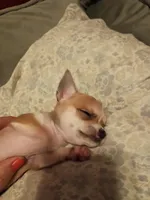 Girl chihuahua, a female Chihuahua for sale in Latonia, KY – 3 of 3